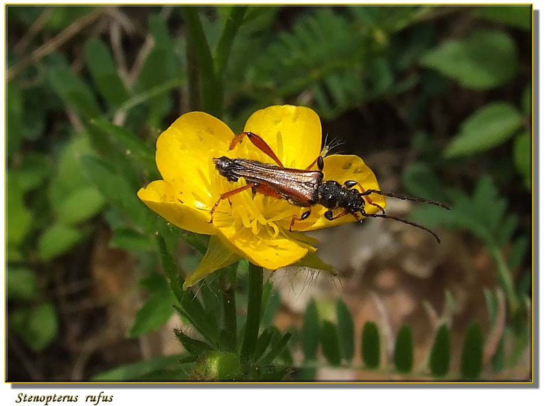 Stenopterus rufus var. nigricornis